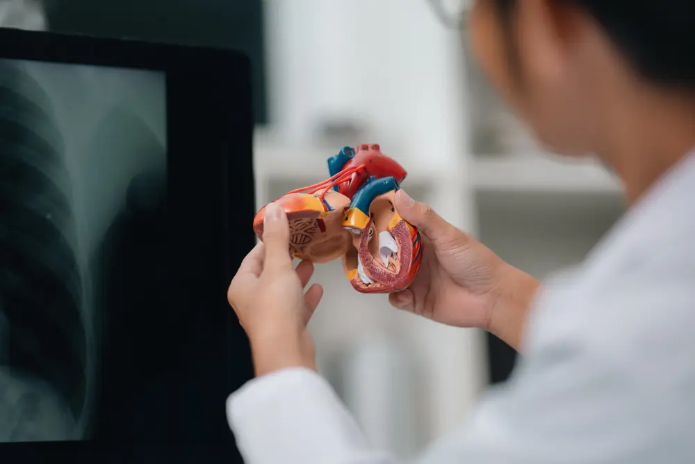 Cardiologist examining heart model to explain heart artery blockage and cardiovascular disease