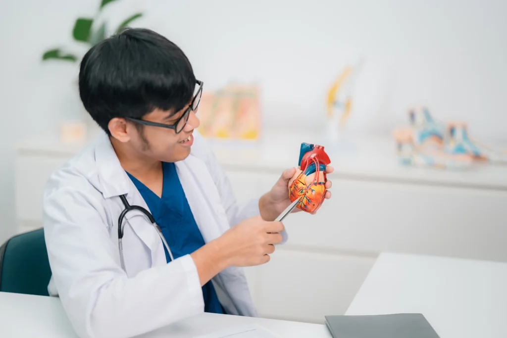 Cardiologist explaining heart anatomy using model during heart check-up consultation