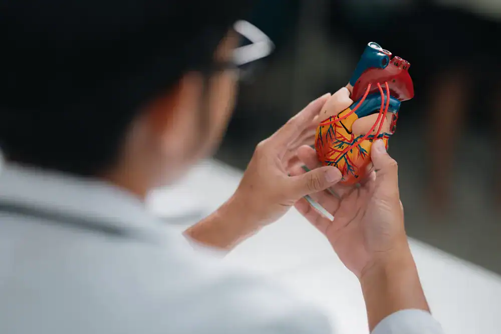 Cardiologist explaining heart artery blockage using an anatomical heart model to discuss coronary angiogram results and coronary artery disease.