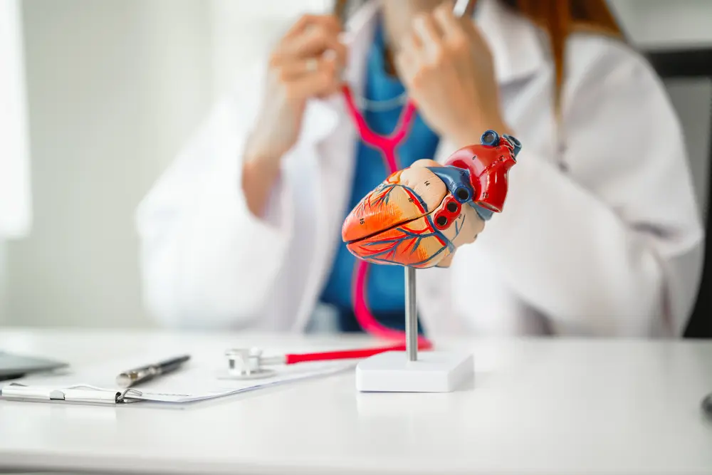 Heart model used during cardiovascular consultation related to cardiac catheterisation and coronary angiography assessment in Singapore