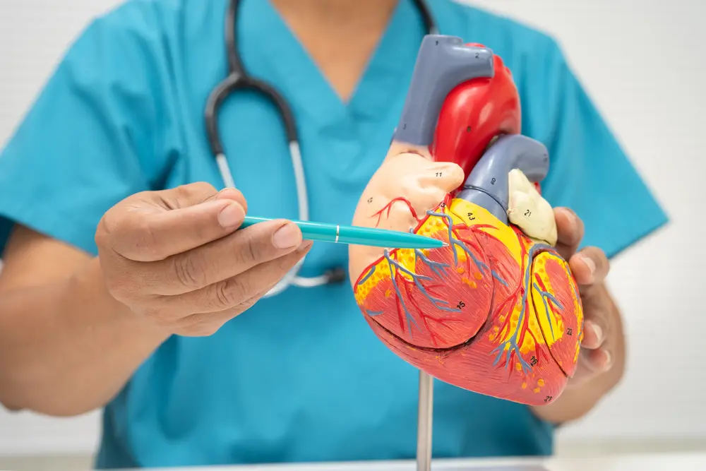 Cardiologist explaining coronary arteries and heart circulation using an anatomical heart model during cardiovascular assessment in Singapore